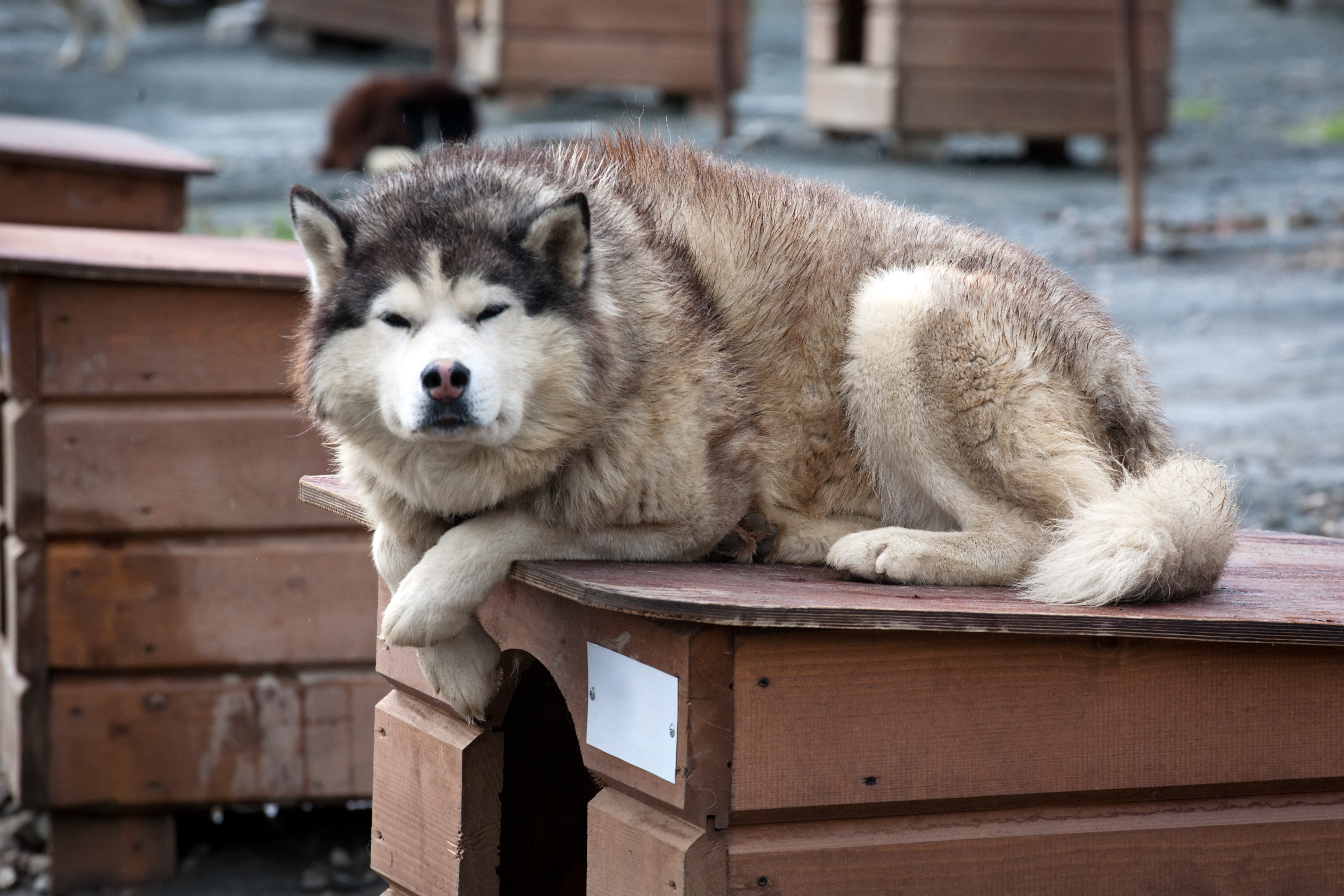 close up portrait of noble sled dog a Chukchi husky breed laying on its doghouse